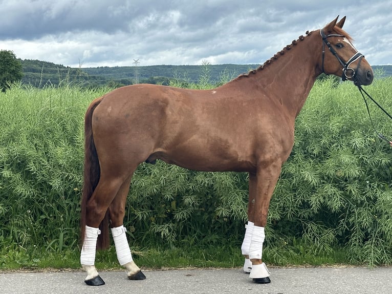 Hannoveraner Wallach 6 Jahre 168 cm Fuchs in Riedlingen