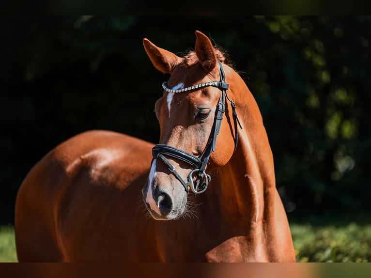 Hannoveraner Wallach 6 Jahre 168 cm Fuchs in Riedstadt