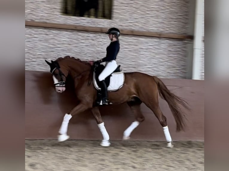 Hannoveraner Wallach 6 Jahre 168 cm Fuchs in Wehringen