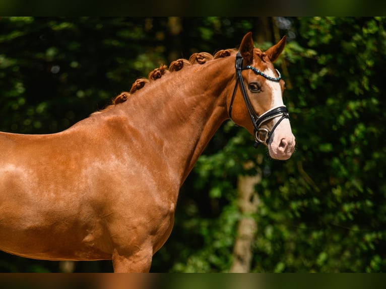 Hannoveraner Wallach 6 Jahre 168 cm Fuchs in Wehringen