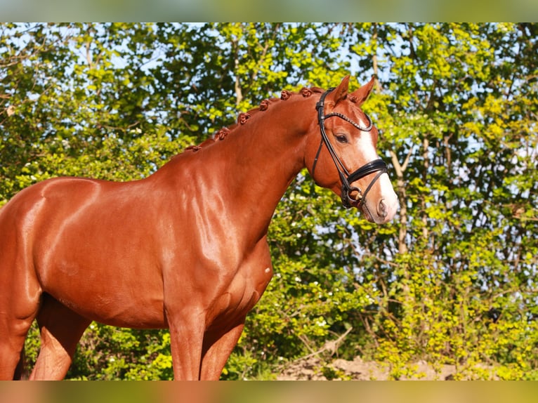 Hannoveraner Wallach 6 Jahre 168 cm Fuchs in Nienwohld