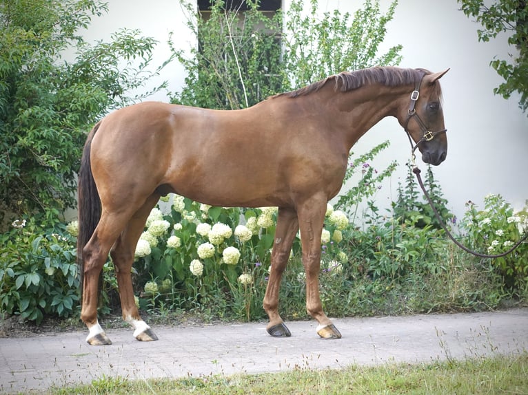 Hannoveraner Wallach 6 Jahre 168 cm Fuchs in Ostercappeln