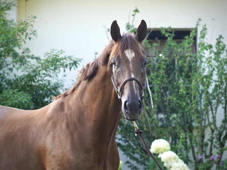 Hannoveraner Wallach 6 Jahre 168 cm Fuchs in Ostercappeln