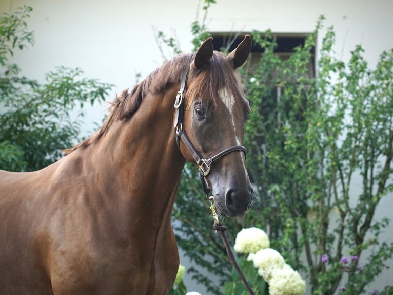 Hannoveraner Wallach 6 Jahre 168 cm Fuchs in Ostercappeln