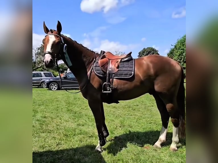 Hannoveraner Wallach 6 Jahre 168 cm Fuchs in Heidelberg
