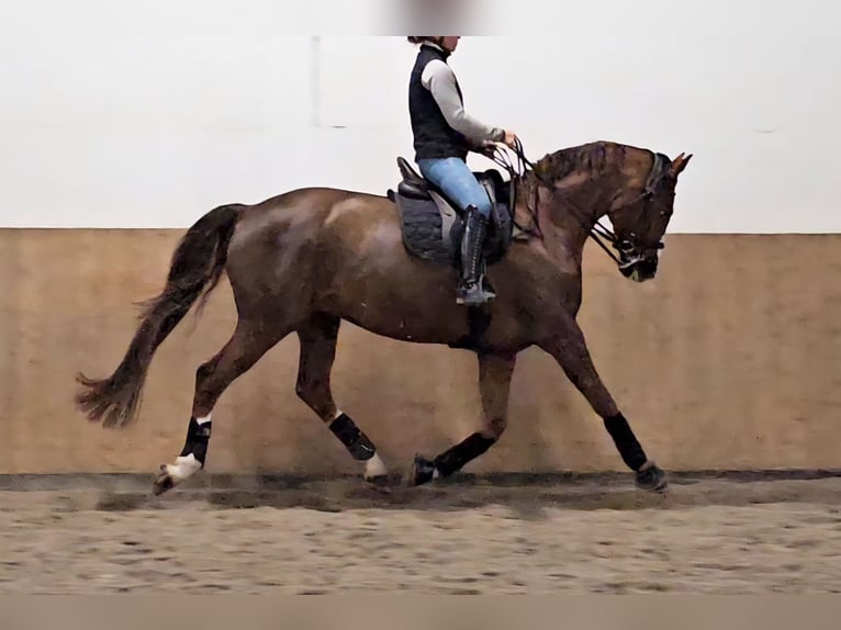 Hannoveraner Wallach 6 Jahre 168 cm Fuchs in Heidelberg