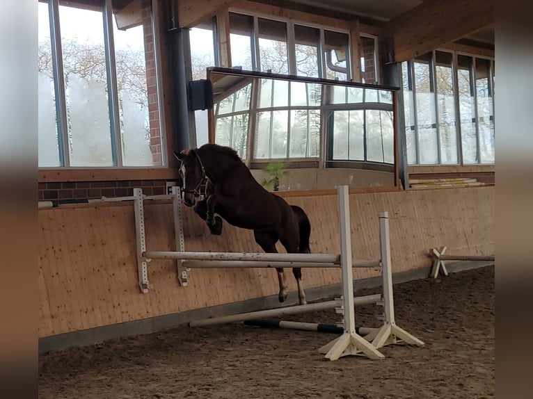 Hannoveraner Wallach 6 Jahre 168 cm Fuchs in Hamburg