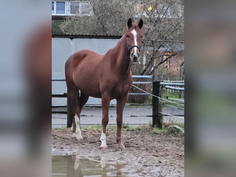 Hannoveraner Wallach 6 Jahre 168 cm Fuchs in Hamburg