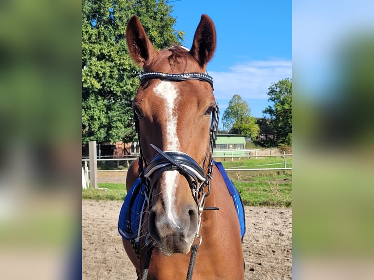 Hannoveraner Wallach 6 Jahre 168 cm Fuchs in Hamburg