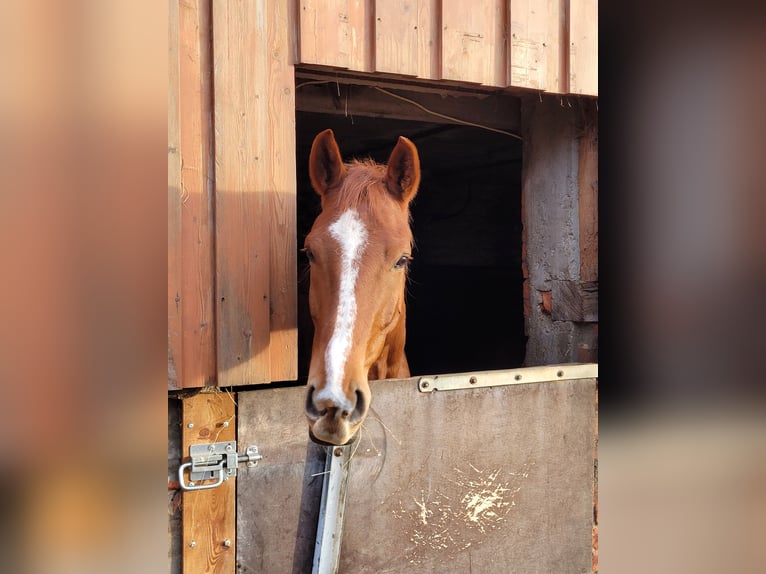 Hannoveraner Wallach 6 Jahre 168 cm Fuchs in Hamburg