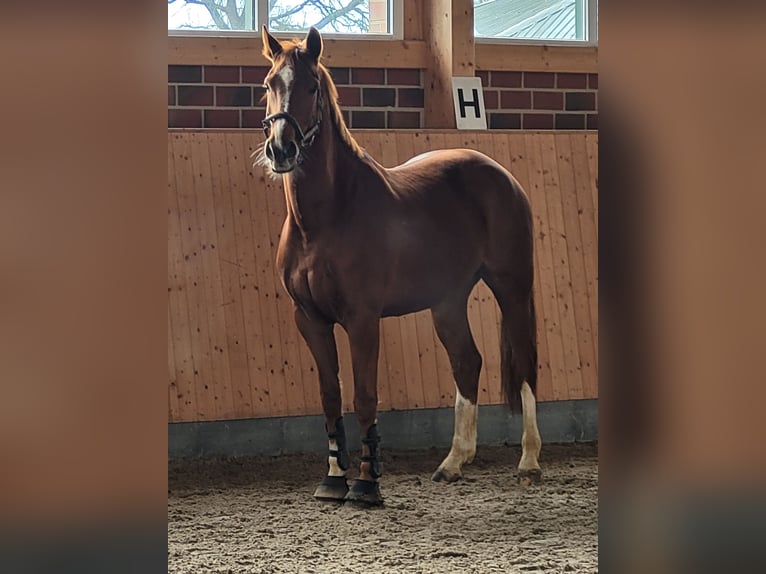 Hannoveraner Wallach 6 Jahre 168 cm Fuchs in Hamburg