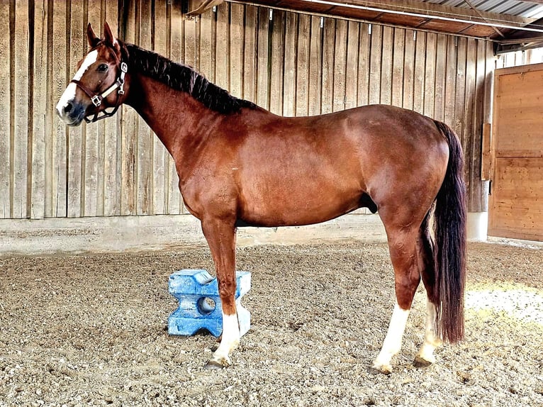 Hannoveraner Wallach 6 Jahre 168 cm Fuchs in Heidelberg