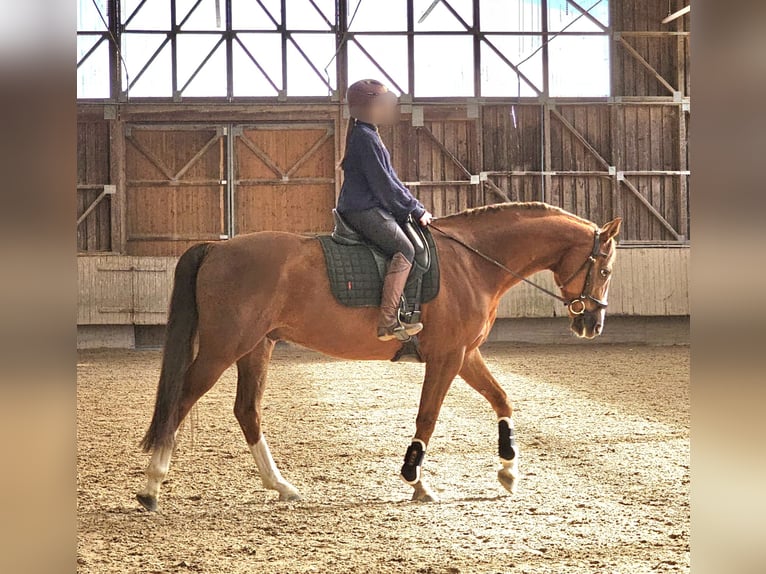 Hannoveraner Wallach 6 Jahre 168 cm Fuchs in Heidelberg