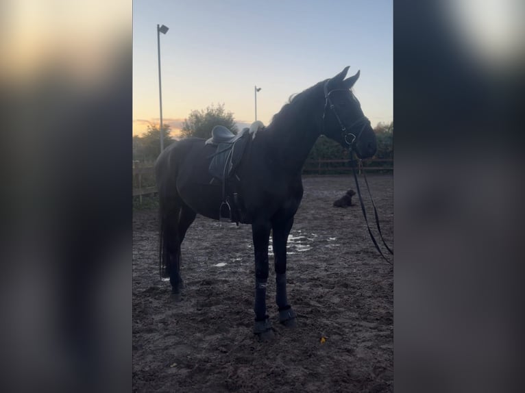 Hannoveraner Wallach 6 Jahre 168 cm Rappe in Blekendorf