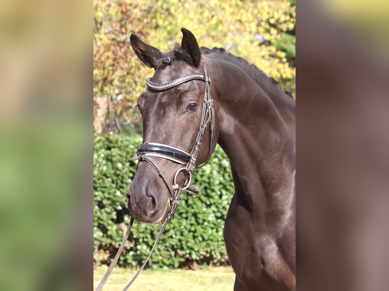 Hannoveraner Wallach 6 Jahre 168 cm Rappe in Selsingen