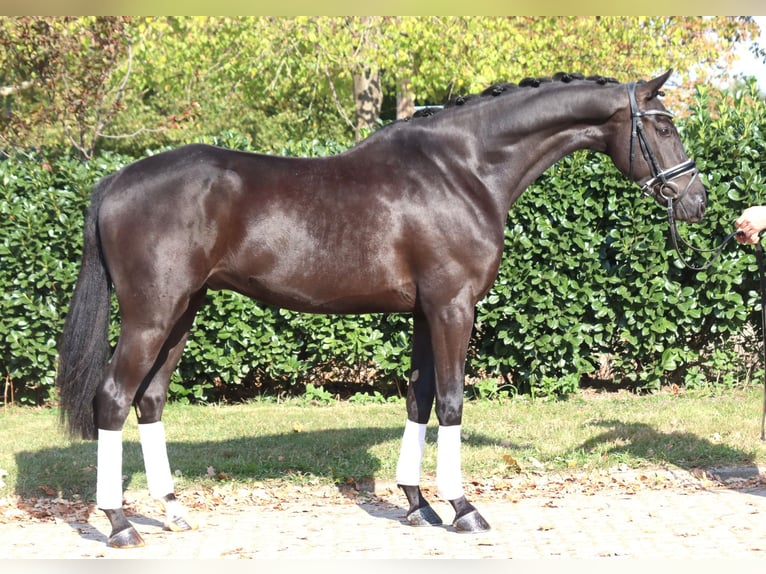 Hannoveraner Wallach 6 Jahre 168 cm Rappe in Selsingen