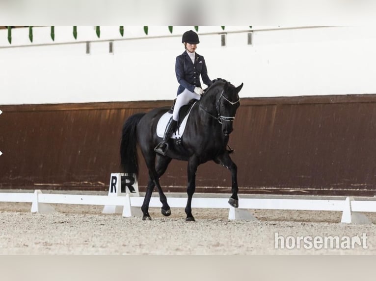 Hannoveraner Wallach 6 Jahre 168 cm Rappe in Warshaw
