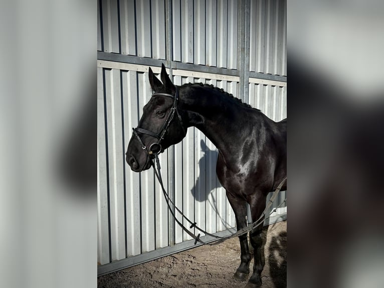 Hannoveraner Wallach 6 Jahre 168 cm Rappe in Siedenburg