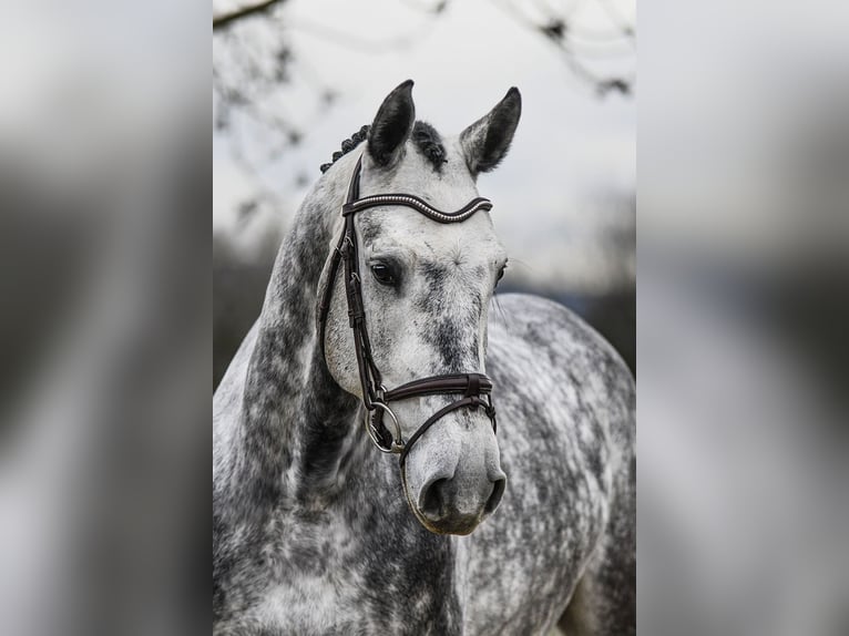 Hannoveraner Wallach 6 Jahre 168 cm Schimmel in Riedstadt