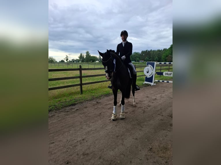 Hannoveraner Wallach 6 Jahre 168 cm Schwarzbrauner in Genshagen