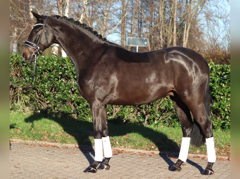 Hannoveraner Wallach 6 Jahre 169 cm Brauner in Selsingen