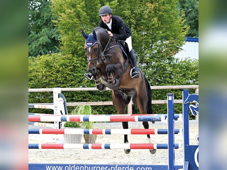 Hannoveraner Wallach 6 Jahre 169 cm Dunkelbrauner in Vechta