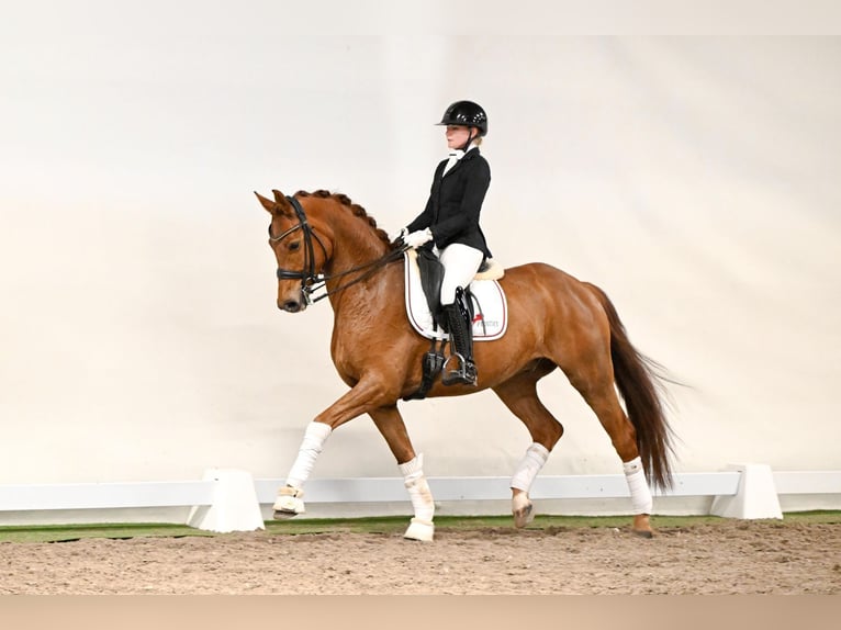 Hannoveraner Wallach 6 Jahre 169 cm Fuchs in Saerbeck