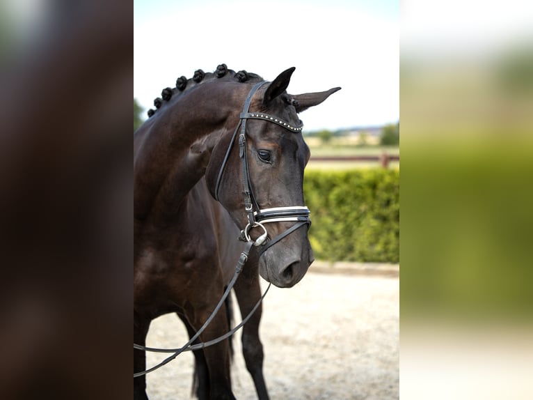 Hannoveraner Wallach 6 Jahre 169 cm Rappe in Tiddische