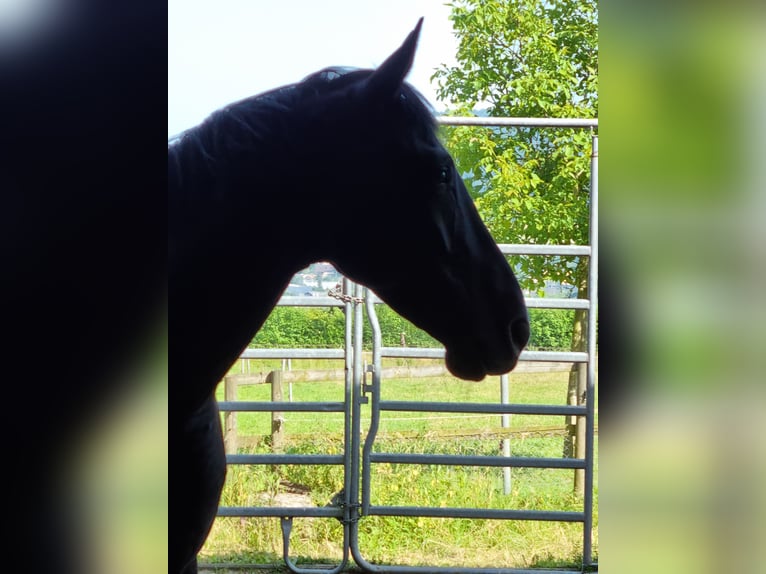 Hannoveraner Wallach 6 Jahre 169 cm Rappe in Walterswil SO