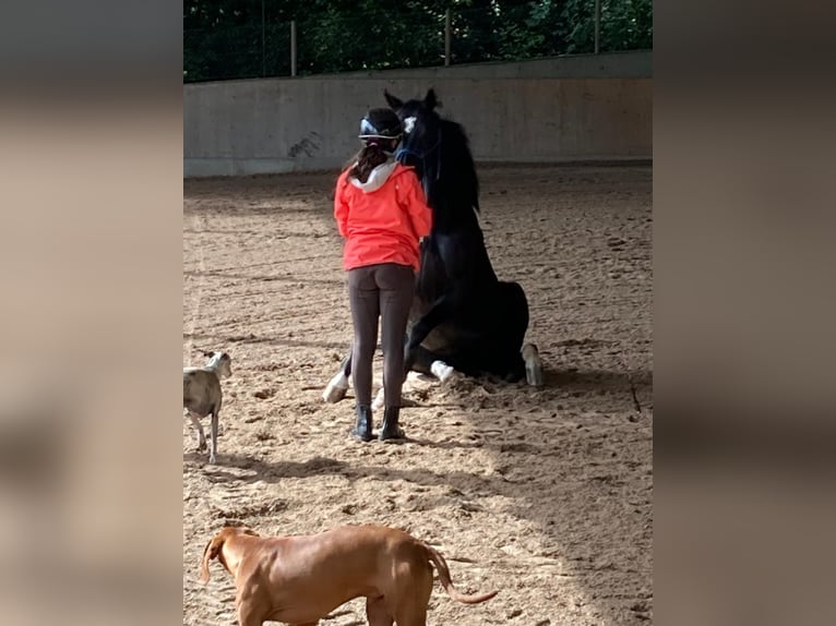 Hannoveraner Wallach 6 Jahre 169 cm Rappe in Walterswil SO