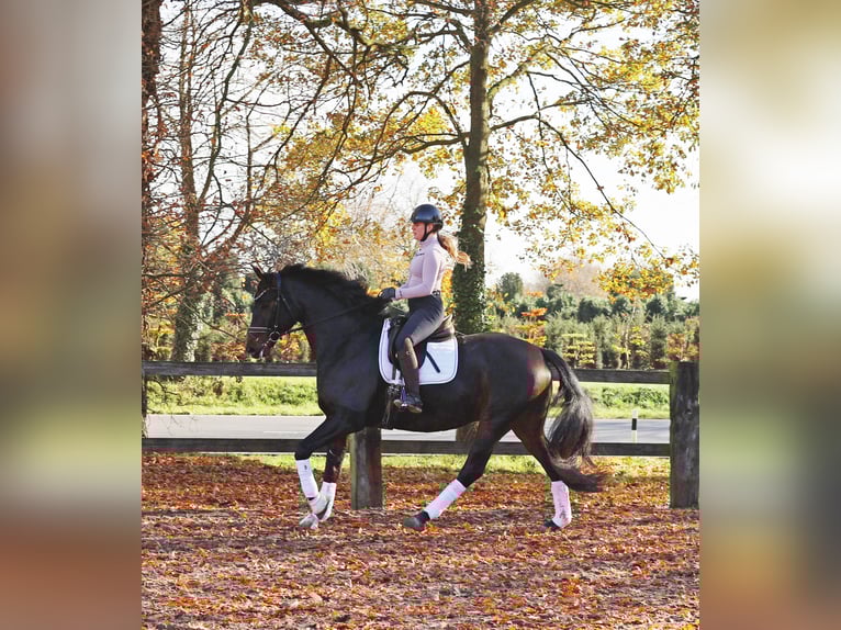 Hannoveraner Wallach 6 Jahre 169 cm Schwarzbrauner in Kempen