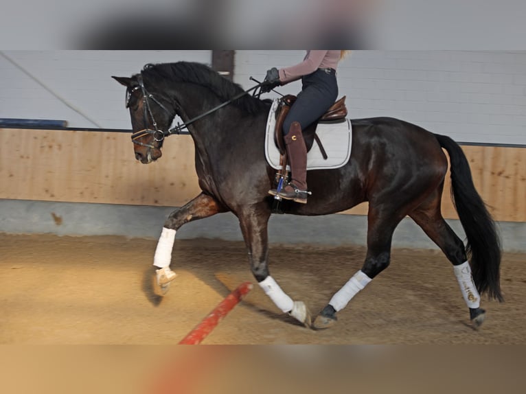 Hannoveraner Wallach 6 Jahre 169 cm Schwarzbrauner in Kempen
