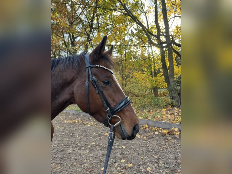 Hannoveraner Wallach 6 Jahre 170 cm Brauner in Berlin