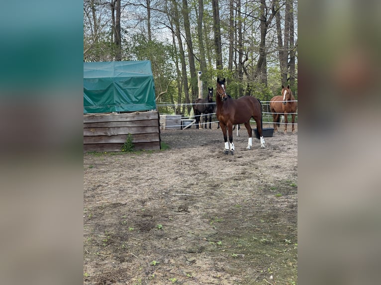 Hannoveraner Wallach 6 Jahre 170 cm Brauner in Berlin