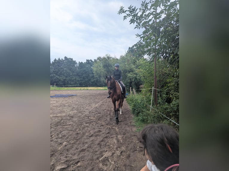 Hannoveraner Wallach 6 Jahre 170 cm Brauner in Berlin