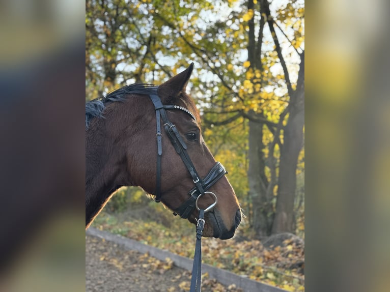 Hannoveraner Wallach 6 Jahre 170 cm Brauner in Berlin