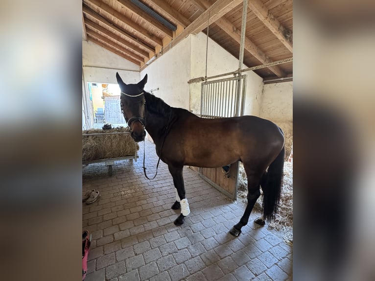 Hannoveraner Wallach 6 Jahre 170 cm Brauner in Ernsgaden