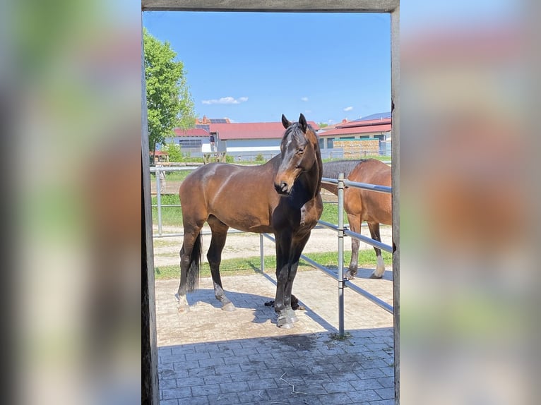 Hannoveraner Wallach 6 Jahre 170 cm Brauner in Ernsgaden