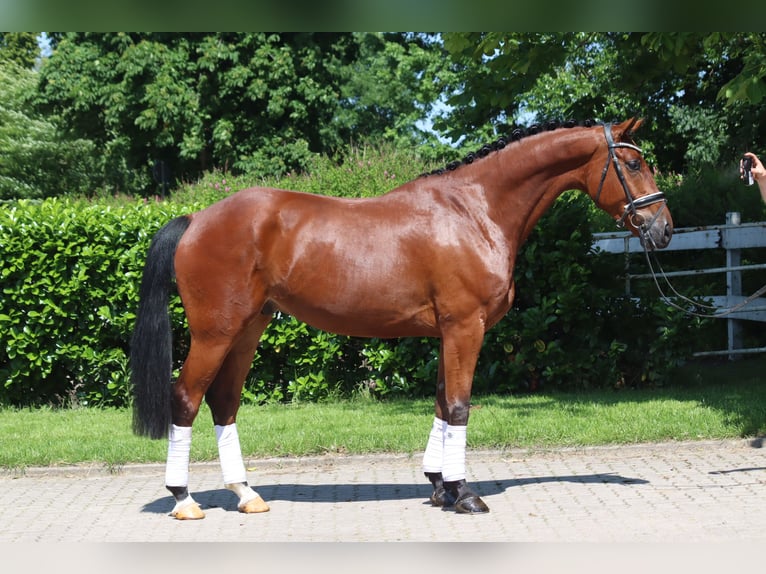 Hannoveraner Wallach 6 Jahre 170 cm Brauner in Selsingen