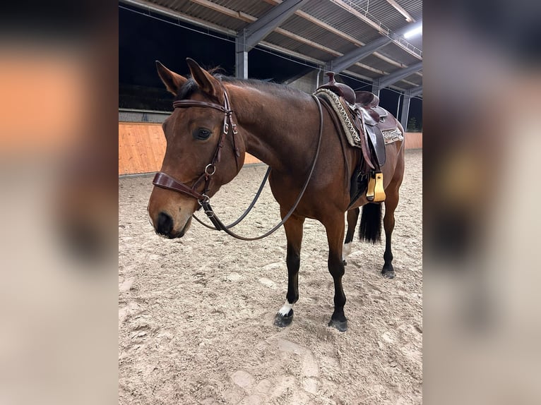 Hannoveraner Wallach 6 Jahre 170 cm Brauner in Pulheim