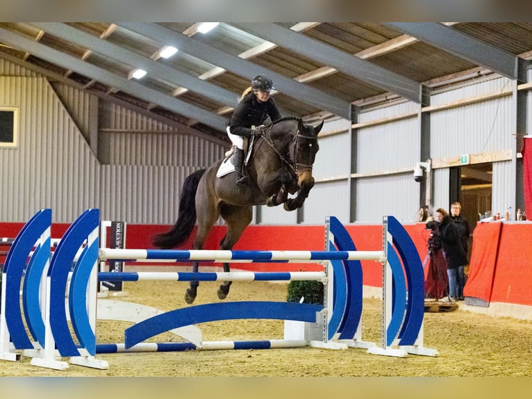 Hannoveraner Wallach 6 Jahre 170 cm Brauner in Waddinxveen