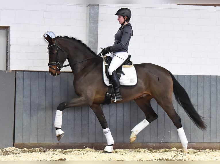 Hannoveraner Wallach 6 Jahre 170 cm in Tiddische