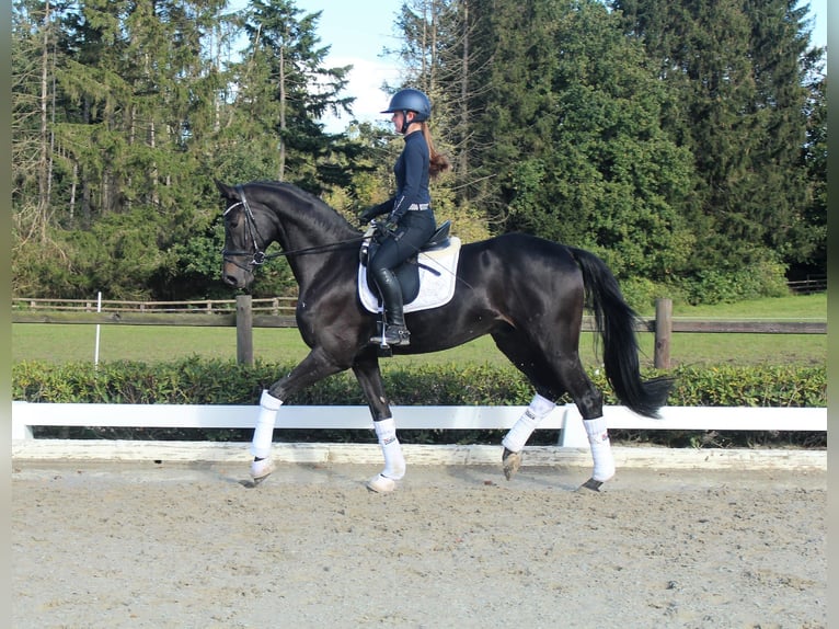 Hannoveraner Wallach 6 Jahre 170 cm Dunkelbrauner in Bassum