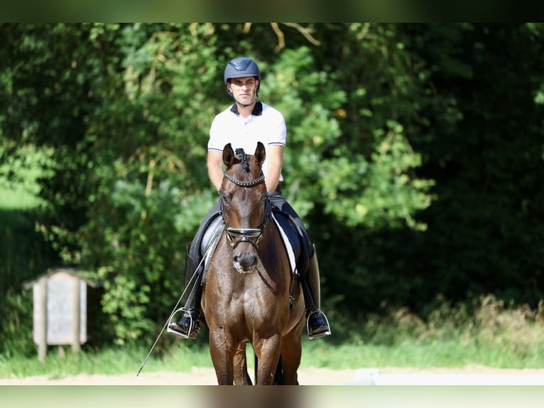 Hannoveraner Wallach 6 Jahre 170 cm Dunkelbrauner in Haag am Hausruck