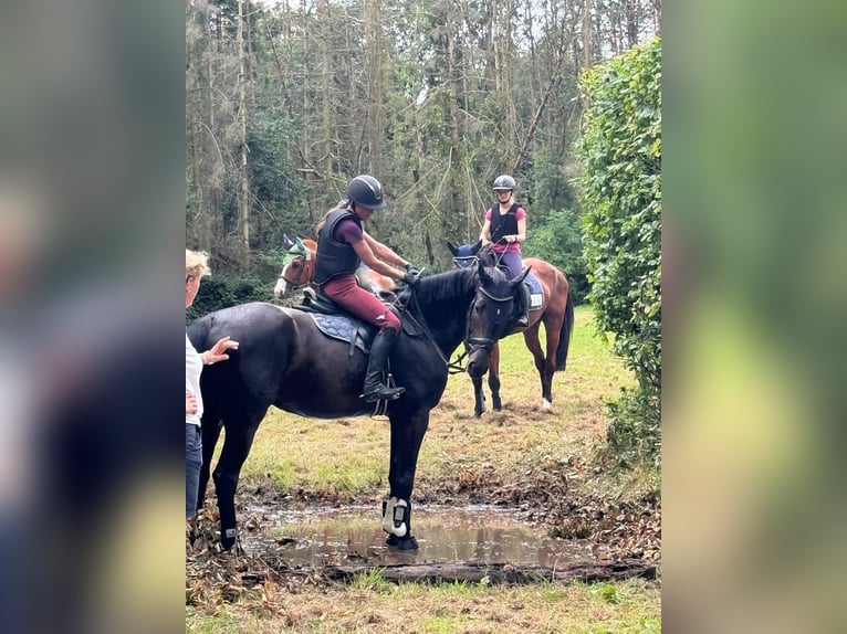 Hannoveraner Wallach 6 Jahre 170 cm Dunkelbrauner in Kalenborn