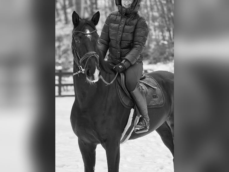Hannoveraner Wallach 6 Jahre 170 cm Dunkelbrauner in Sundern
