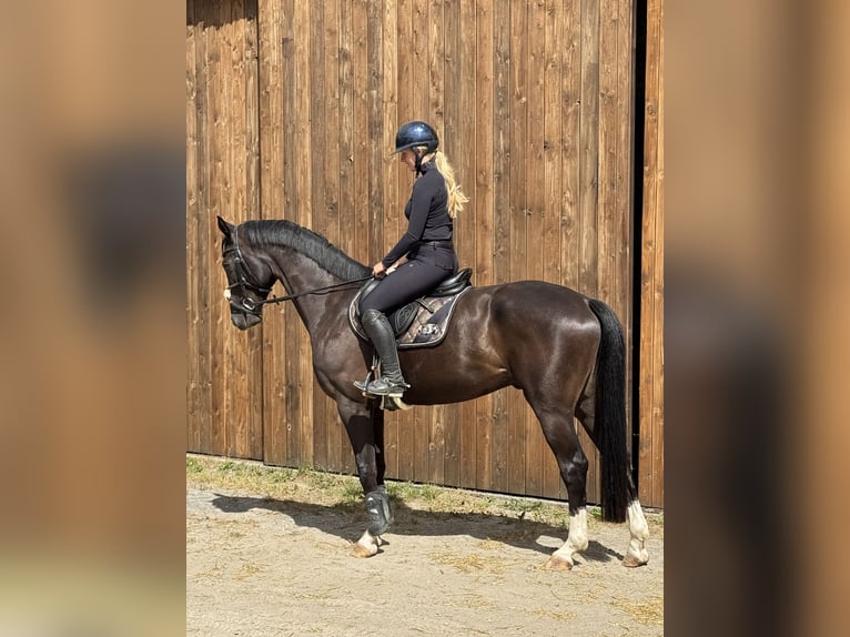 Hannoveraner Wallach 6 Jahre 170 cm Dunkelbrauner in Sundern