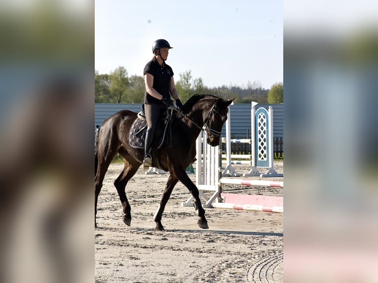 Hannoveraner Wallach 6 Jahre 170 cm Dunkelbrauner in Oldenhütten