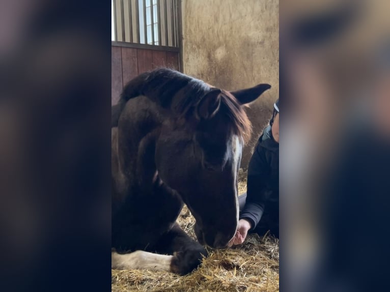 Hannoveraner Wallach 6 Jahre 170 cm Dunkelfuchs in Gaimersheim