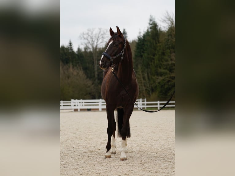 Hannoveraner Wallach 6 Jahre 170 cm Dunkelfuchs in Gaimersheim
